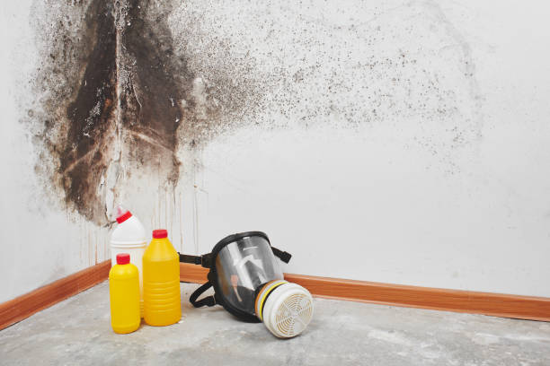 Best Mold Testing  in West Mountain, UT