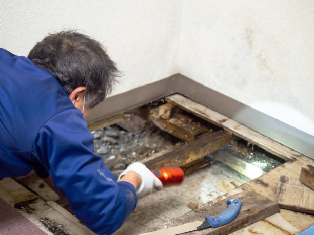 Best Affordable Mold Removal  in West Mountain, UT