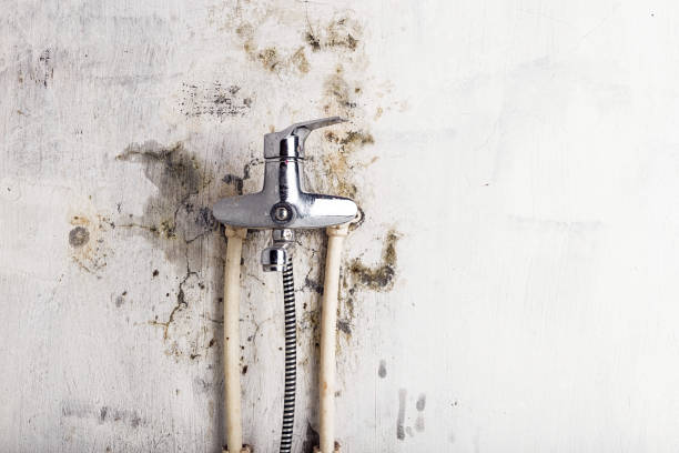  West Mountain, UT Mold Removal Pros