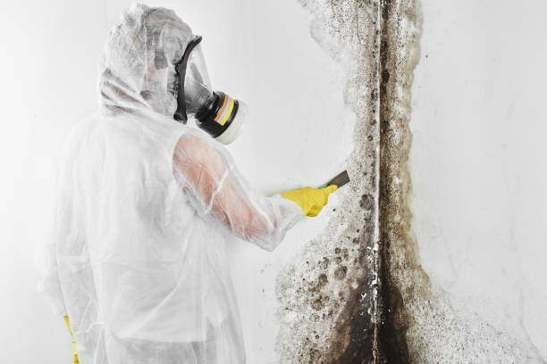 Best Local Mold Removal Service  in West Mountain, UT