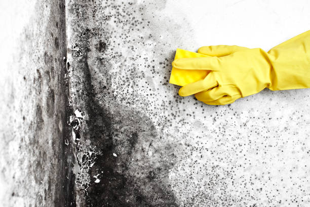 Reliable West Mountain, UT Mold Removal Solutions