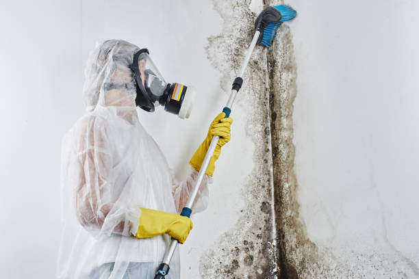 Best Local Mold Removal Service  in West Mountain, UT