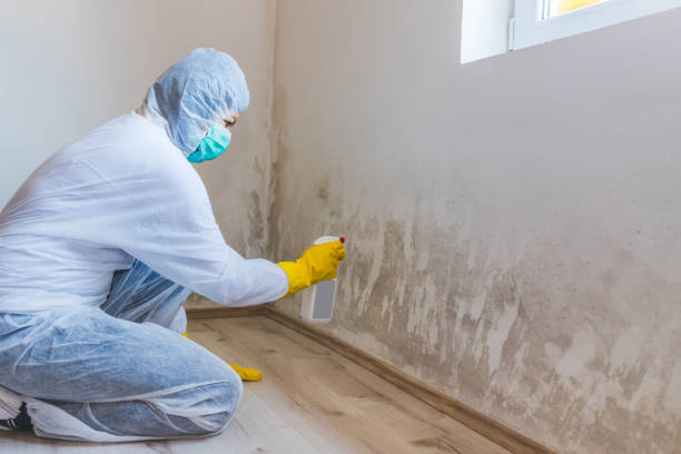 Best Black Mold Removal  in West Mountain, UT