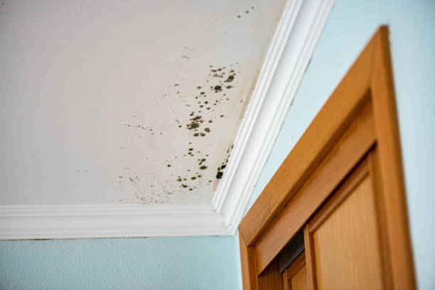 Best Professional Mold Removal  in West Mountain, UT