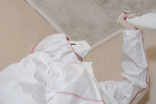 Best Mold Removal Near Me  in West Mountain, UT