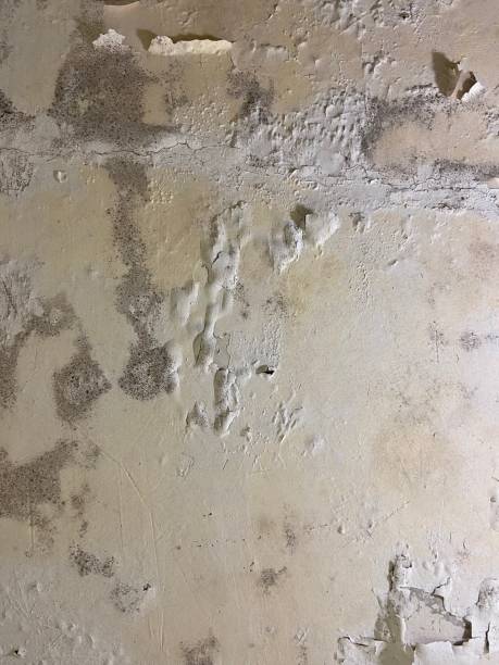 Best Crawl Space Mold Removal  in West Mountain, UT