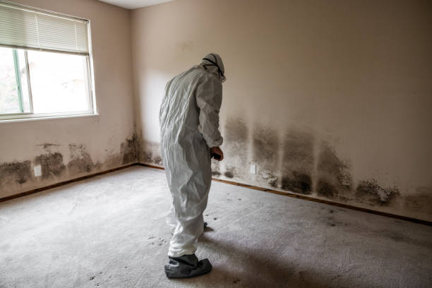 Best Office Mold Removal Services  in West Mountain, UT