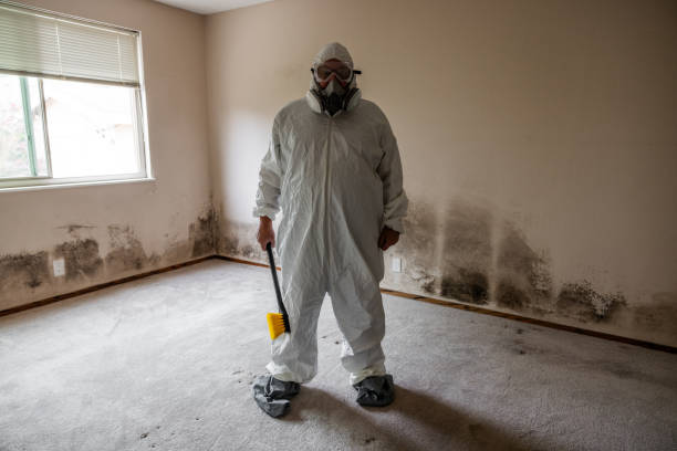 Best Mold Removal Company Near Me  in West Mountain, UT