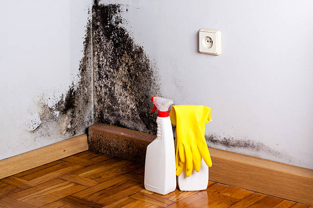 Best Commercial Mold Removal  in West Mountain, UT