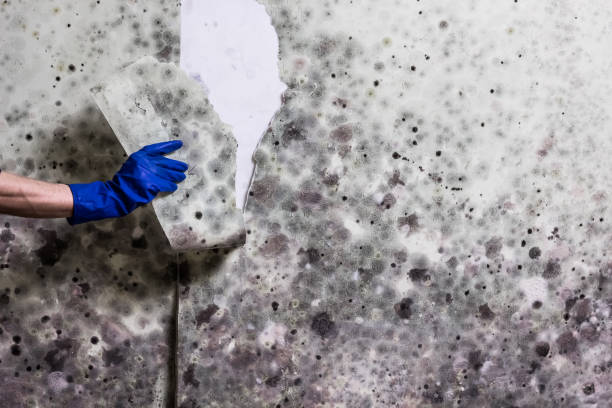 Best Home Mold Removal  in West Mountain, UT